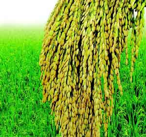 韩育出防贫血新水稻