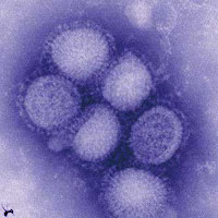 专家担心甲流明年卷土重来