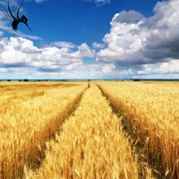 粮食类食物的常见致病因素及其正确加工处理