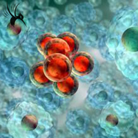 注射干细胞可修复心肌