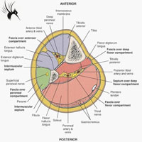 小腿的3个筋膜间室