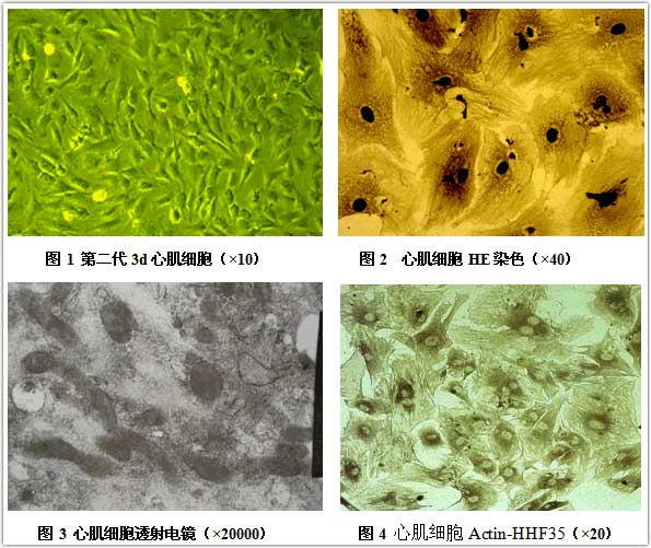 原代心肌细胞培养方法探讨