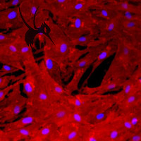 用流式测小牛肺动脉平滑肌细胞周期的一点总结