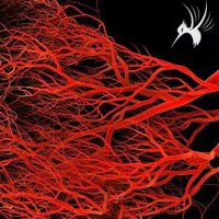 培养腹膜微血管内皮细胞大概步骤