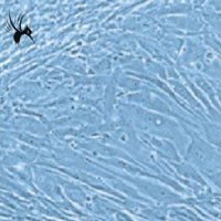 总结一篇培养心肌细胞的同行经验