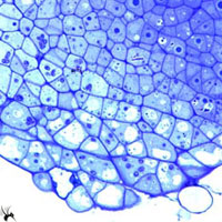 如何用台盼兰计数活细胞