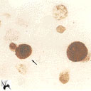 如何用台盼兰计数活细胞