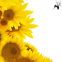 炎炎夏日,向日葵,更换logo好了