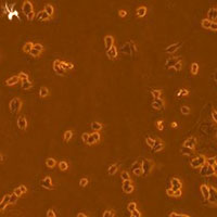 人脐带平滑肌细胞培养