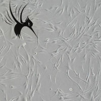 成纤维细胞的培养和形态