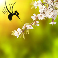 春天样的flash春天样的logo