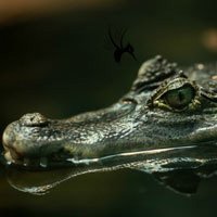 藏头露尾的鳄鱼